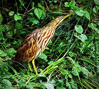  American Bittern.  Photograph by May & Godwin Woon.  