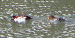  Barrow's Goldeneye, Little Hyatt Resevoir.  Photo: Harry Fuller  