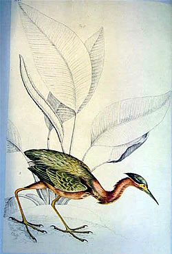  William Bartram's 'Little Green Bittern,' now named 'Green Heron' 