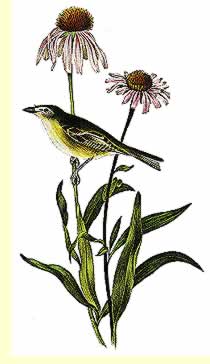  Bell's Vireo by Audubon  