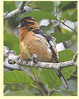  Black-headed Grosbeak (photographer Calvin Lou)  