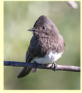  Black Phoebe (photograph Calvin Lou)  