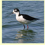  Black-necked Stilt (photographer Calvin Lou)  