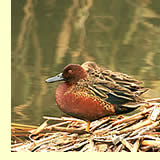  Cinnamon Teal;  photo by May & Godwin Woon  