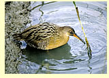  Clapper Rail  (photographer Calvin Lou)  