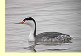  Clark's Grebe (photographer: Len Blumin)  