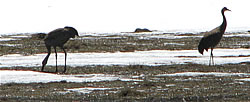  Sandhill Cranes, Howard Prairie. Photo: Harry Fuller 