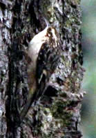  Brown Creeper.  Photograph by Sonny Mencher  