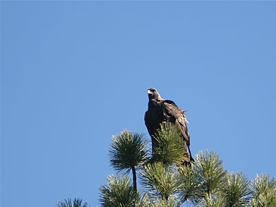 golden eagle pictures. Golden Eagle