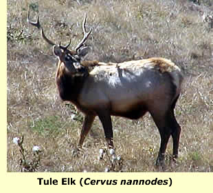 Tule Elk;  photo  Roy Hodson  