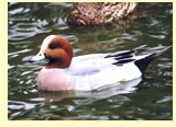  Eurasian Wigeon (photograph Calvin Lou)  