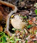  Golden-crowned Sparrow.  Photo: Tom Duane  