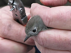  Hammond's Flycatcher.  Photo by Harry Fuller  