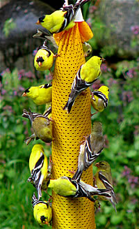  American Goldfinches, Ashland  