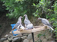  Banded Pigeons  