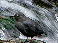  Dipper in Ashland Creek (photo: Harry Fuller)  