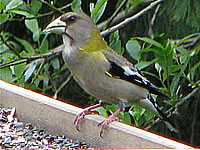 Evening Grosbeak female, Ashland