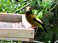 Evening Grosbeak male, Ashland