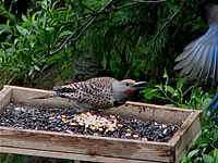 Flicker expels Steller's Jay from feeder, Ashland  