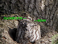 Western Screech-owl, Lithia Park, Ashland  
