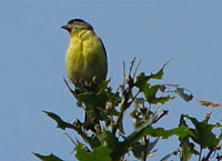  Lesser Goldfinch (male).  Photo: Harry Fuller  