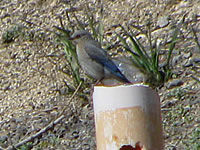  Mountain Bluebird, Howard Prairie  