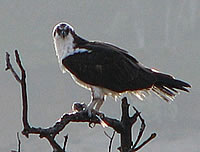  Osprey with fish  