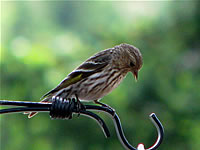  Pine Siskin, Sterling Creek Road, Jackson County  