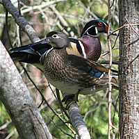  Wood ducks 