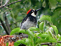  Acorn Woodpecker, North Mountain Park, Ashland  