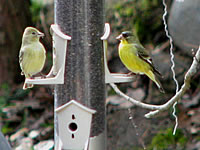  Lesser Goldfinch, female and male,our garden  