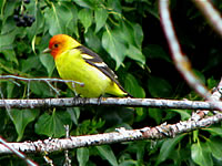  Western Tanager, Bear Creek, Ashland  