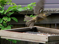  Female Black-headed Grosbeak takes flight  