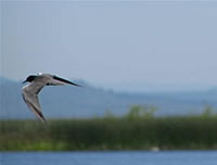  Black Tern  