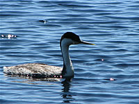  Western Grebe  