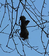  Bushtit nest