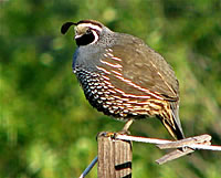  California Quail  