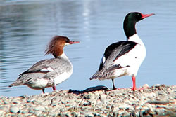  Common Merganser pair.  Photo: Harry Fuller  