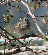  Lincoln Sparrow  