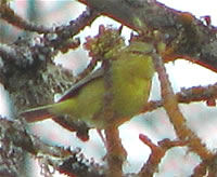  Orange-crowned warbler  