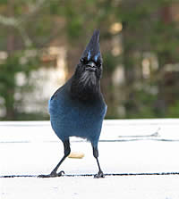  Steller's Jay