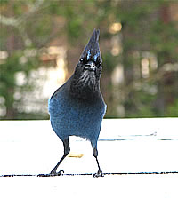  Stella the Steller's Jay;  photo by Harry Fuller