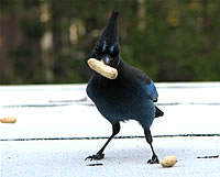 Steller's Jay;  photo by Harry Fuller