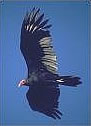  Turkey Vulture.  Photo: Harry Fuller 