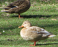 One of those faux Mallards so common in city parks