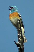  Lazuli Bunting 