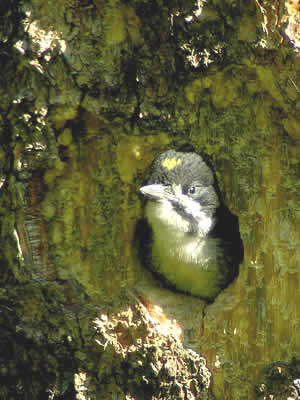  Black-backed Woodpecker Chick  