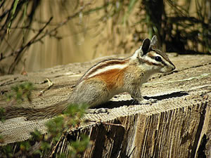 Long-eare Chipmunk.  Photo: Len Blumin