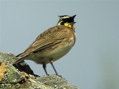  Horned Lark  