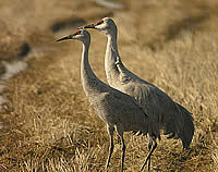  Sandhill Cranes, photograph Len Blumin  